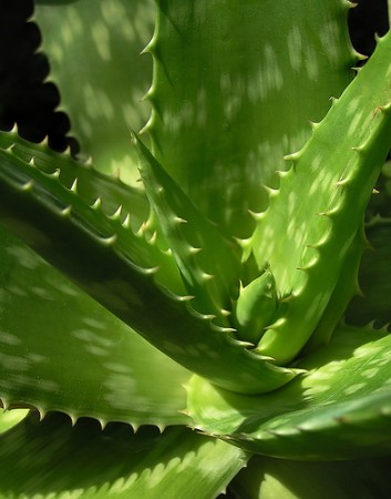 aloe vera a planta  que cura!