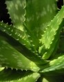 aloe vera a planta  que cura!